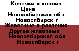 Козочки и козлик › Цена ­ 3 000 - Новосибирская обл., Новосибирск г. Животные и растения » Другие животные   . Новосибирская обл.,Новосибирск г.